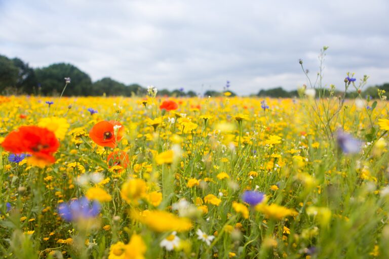 field-full-of-mainly-yellow-colorful-flowers-and-s-2023-11-27-05-28-29-utc