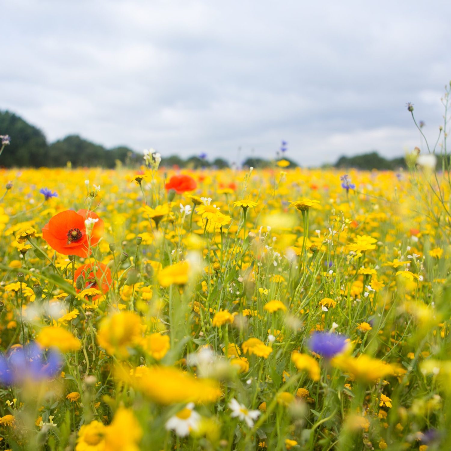 field-full-of-mainly-yellow-colorful-flowers-and-s-2023-11-27-05-28-29-utc